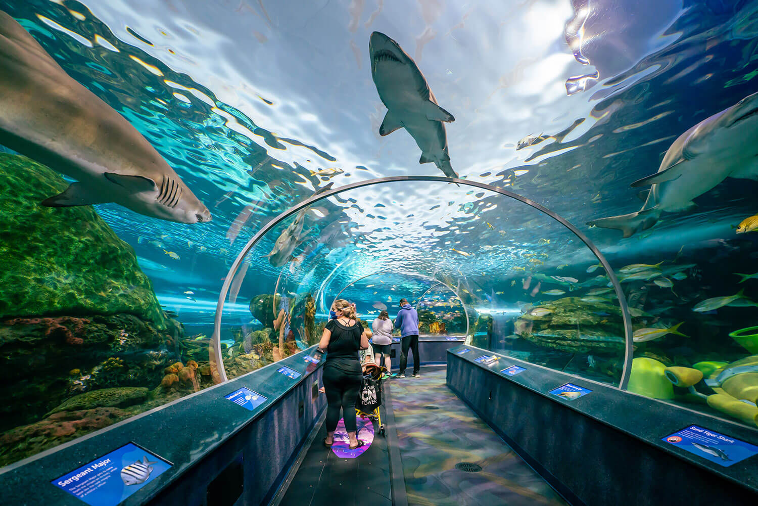 The Best Family-Friendly Attractions in Toronto for Summer 2025