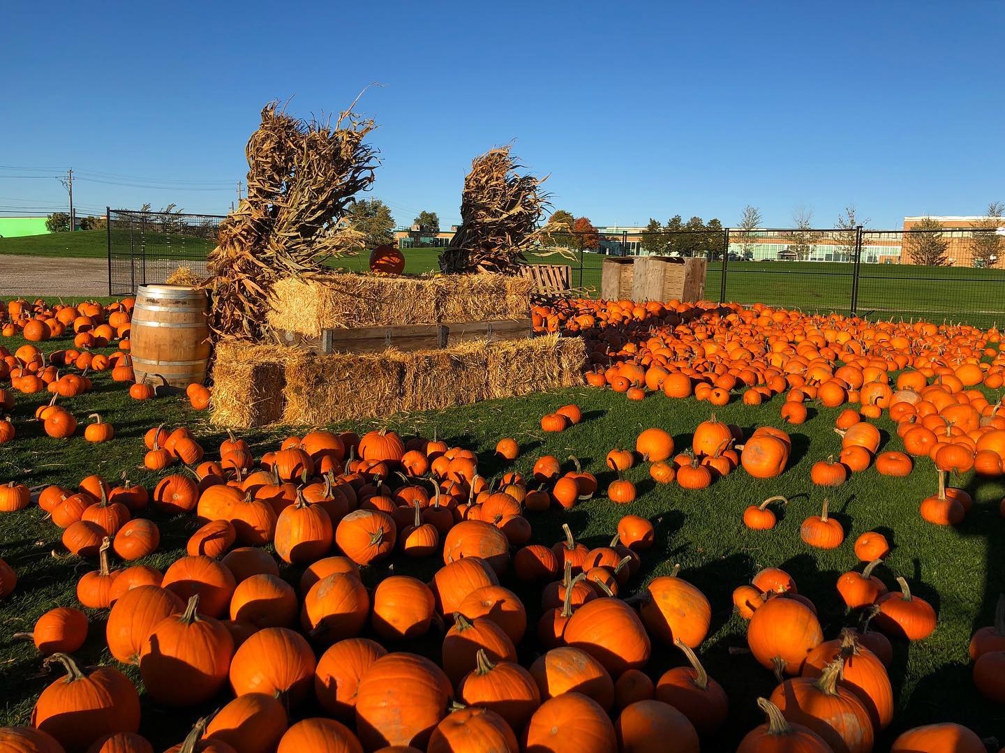Pumpkins, Rides, and Fall Vibes: Why PumpkinFest Is Toronto’s Favorite October Event